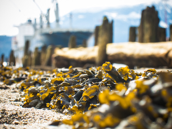 20120323_nexen_walk_067