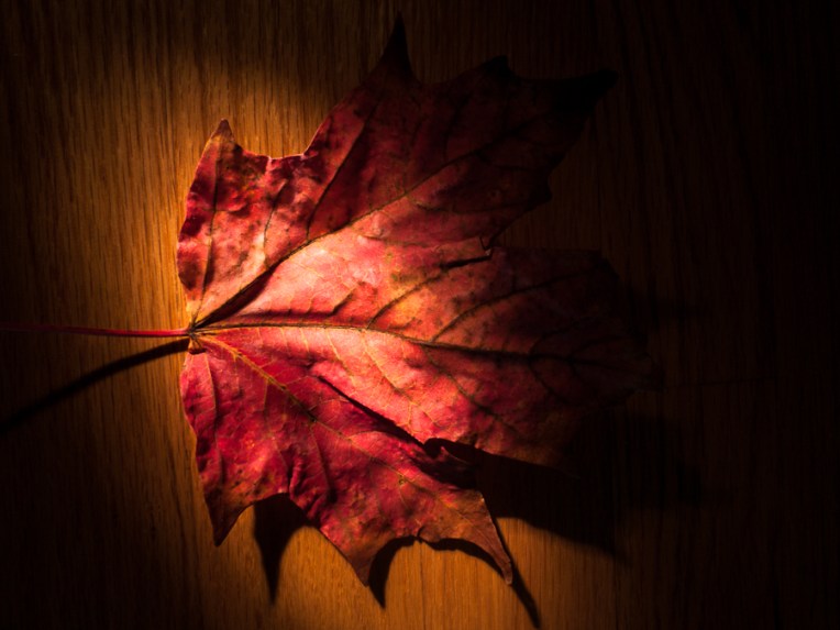 20091010_pem_fall_0028